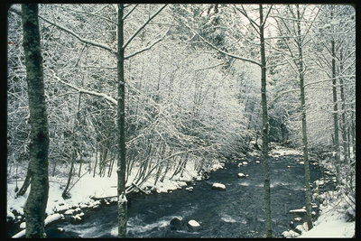冬。 急速な川の岩や木々の間