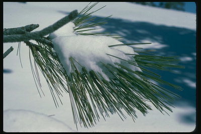 Neve sui rami di un pino