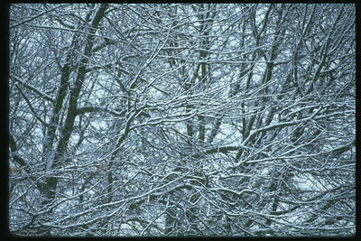 Grinalda produtos dos ramos. Neve
