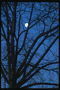 Lune entre les branches