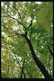 La lumière verte des feuilles dans les branches