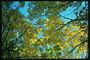 Himmelske blå gjennom gule blader