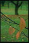 Желтые листья на тонких ветках, после дождя
