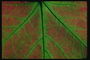 Фрагмент кленового листа бордового тона с зелеными жилками