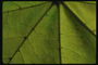 Fragment maple leaf yellowish tint