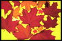 The composition with flame-red maple leaves