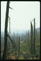 Сухие деревья. Лес после пожара