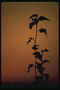 The black silhouette of a plant on an orange background