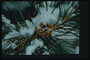 Pine koonusrull-filiaali lumi