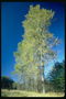 Birches. Plavo nebo