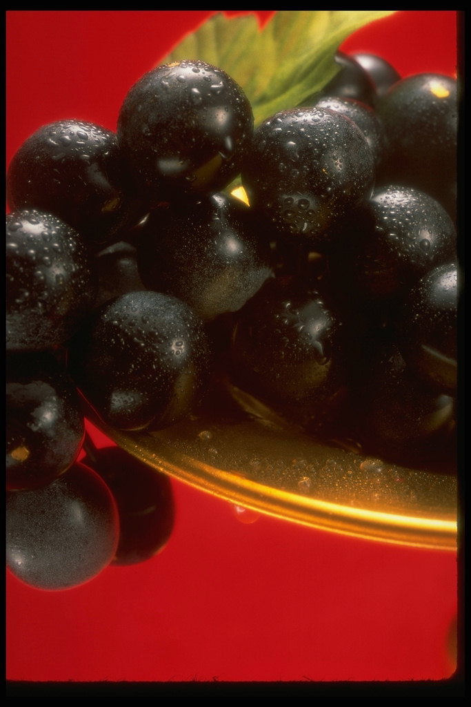 Гроздь синего винограда в капельках воды