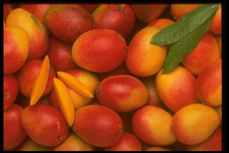 Сладкие плоды манго
