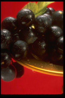 Гроздь синего винограда в капельках воды