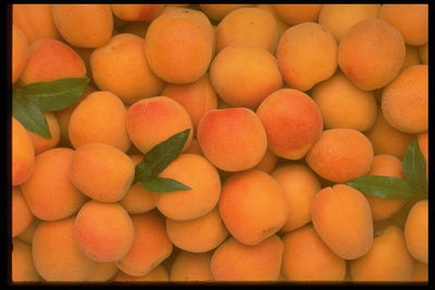 Ворсистая поверхность оранжевых абрикосов