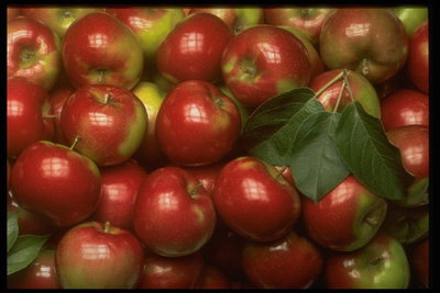 Яблоки с блестящими и сочными боками