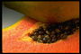 Янтарный цвет плода папаи