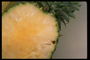 Светло-желтый цвет плода ананаса
