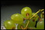Зеленый виноград в каплях воды