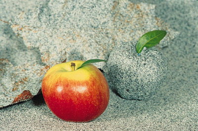 Яблоко с красными боками и каменное яблоко