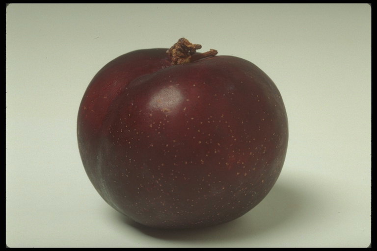 Яблоко темно-вишневого цвета