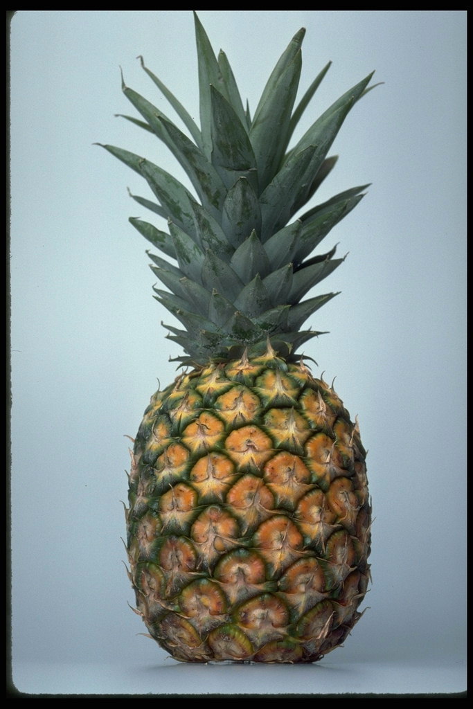 Несозревший ананас