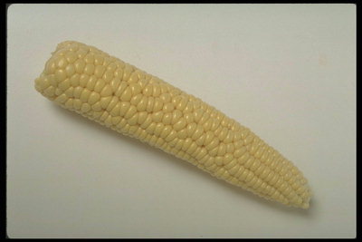 Качан кукурузы