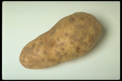 Картофель продолговатой формы