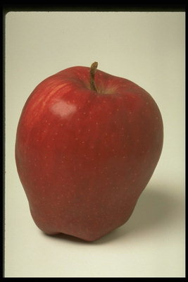 Яблоко длинной формы
