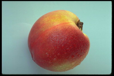 Персик с гладкой кожицей