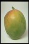 Зеленый плод гуавы