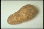 Картофель продолговатой формы