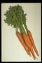 Оранжевые плоды морковки и длинные зеленые листики