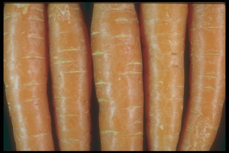 Оранжевая морковка