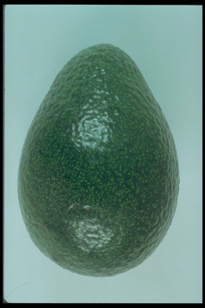 Овощ темно-зеленого цвета с маленькими пупырышками