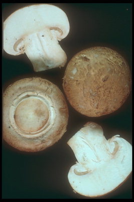 Белоснежные и коричневые грибы