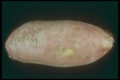 Картофель с розовой кожурой