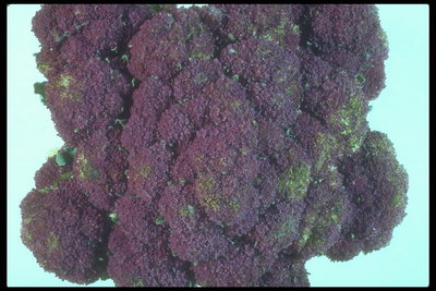 Капуста салатово-фиолетового цвета