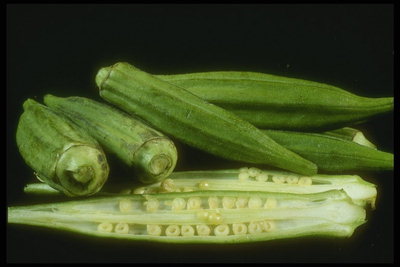 Овощ зеленого цвета с семенами внутри