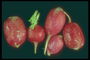 Корнеплоды редиски