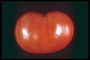 Красного тона томат