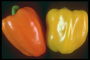 Оранжевый и желтый перцы