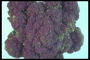 Капуста салатово-фиолетового цвета