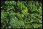 Сочные листья салата