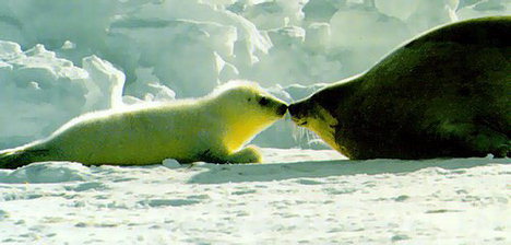 Ontmoeten elkaar in de ijzige noordpoolgebied