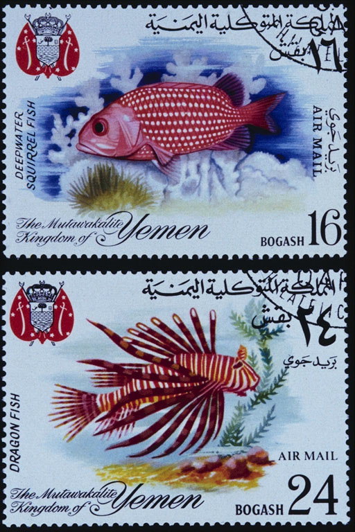 Рыбы. Рыба красного цвета в белых пятнах, рыба с длинными плавниками
