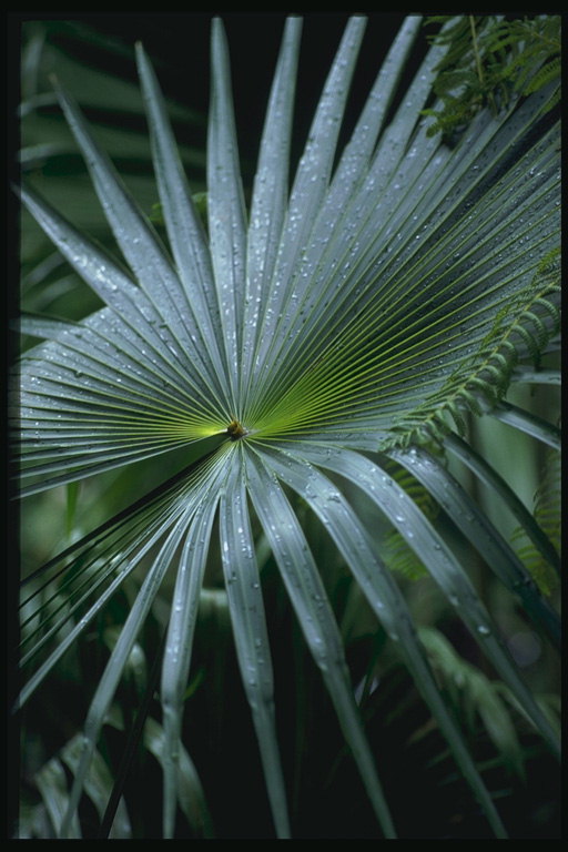 Тропическое растение