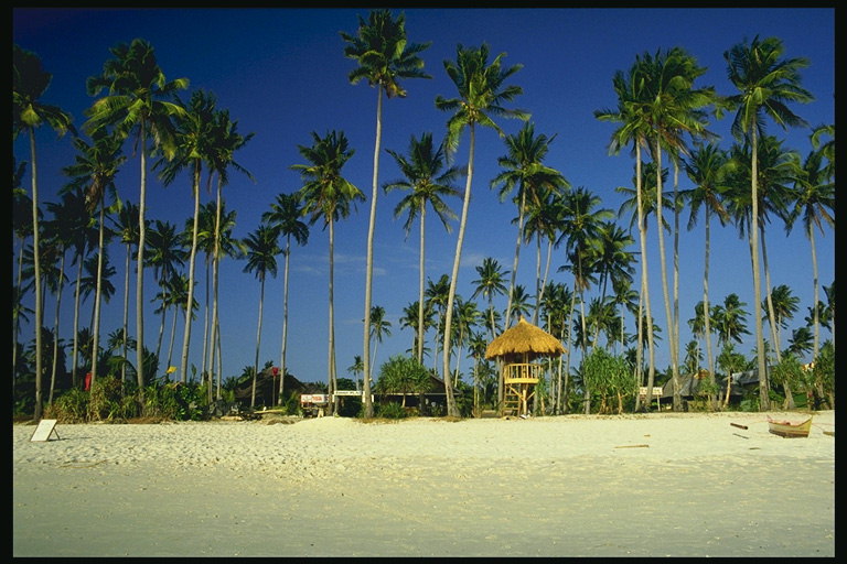 Песок, высокие пальмы