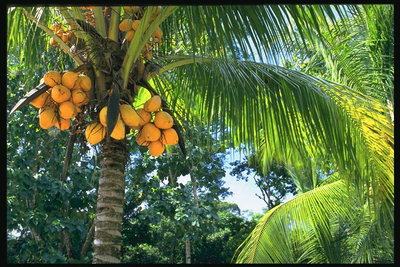 Пальма со спелыми фруктами