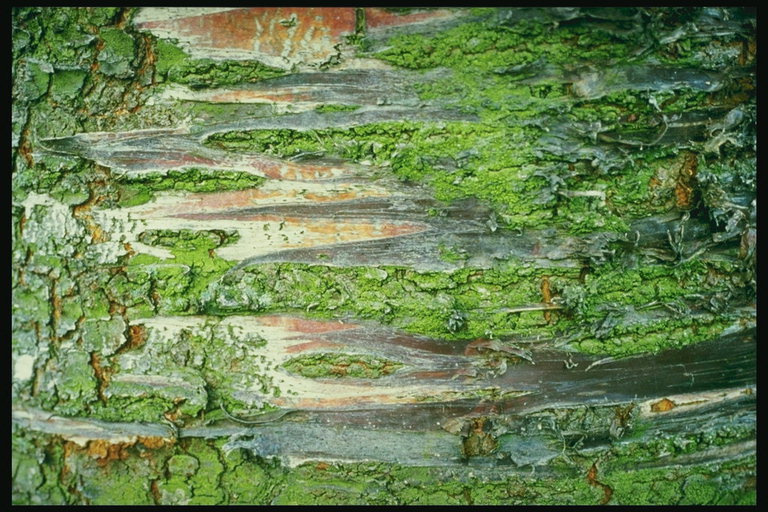 Tekstūros sienos forma medžio paviršiaus žievės