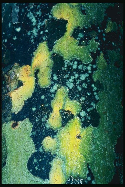 Структура растения поражённого грибком